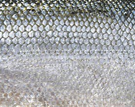 Fish scales