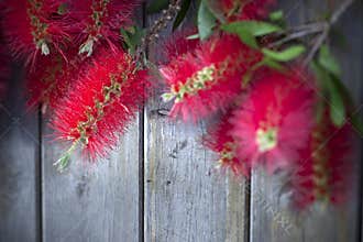 Bottle Brush Flowers Wood Background