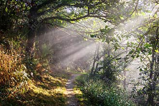 Early morning on foggy forest alley