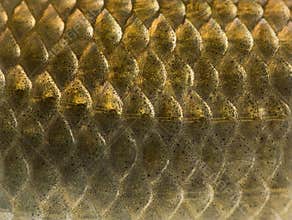 Macro of a Crucian carp skin, Carassius carassius