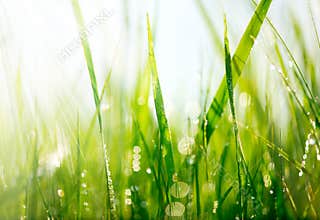 Green grass with dew drops