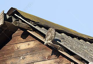Little owl, Athene noctua. A bird sits on the roof of an old house