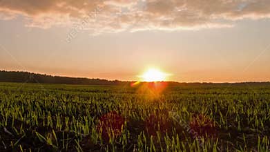 Sprouts at sunset. Time Lapse