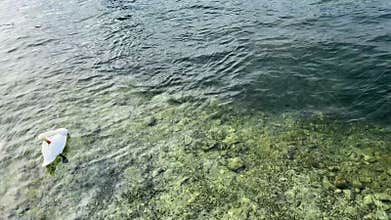 Serene lake scene with white swan swimming peacefully while black waterfowl dives beneath clear water surface