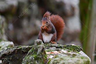 red squirrel standing upright on a park bench in Campo Grande Park, Valladolid, Spain. March 3 ,2025