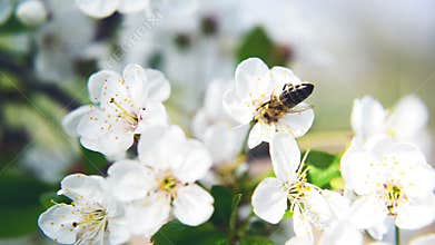 Bee collecting pollen from pear blossom