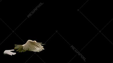 Hands freeing a white dove of peace on black background