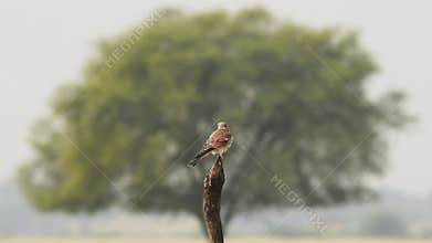 full shot of Common kestrel or european kestrel or Falco tinnunculus perched on branch framed in tree full wingspan preening wings