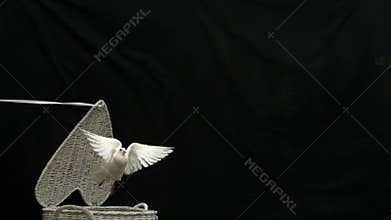 White dove of peace flying out of basket on black background