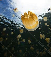 Jellyfish, Palau