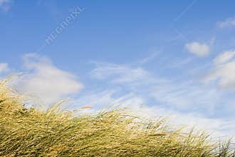 Dune grass