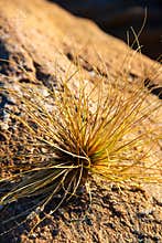 Wild grass growing on rocky ground near water