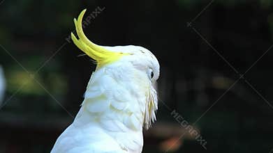 Sulphur-Crested Cockatoo with Elegant Yellow Crest