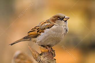 House sparrow on a stick