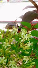 Bee Collecting Nectar from Curry Tree Flowers