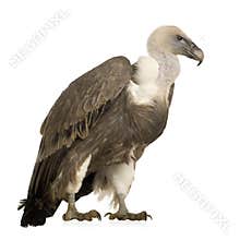 Griffon Vulture - Gyps fulvus