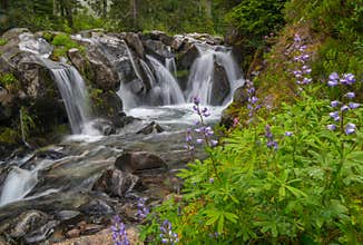 Paradise River and Wildflowers, Mt. Rainier National Park, Washington State