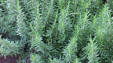 Relaxing view of greenery plant and tree market at Chiang Mai, Thailand
