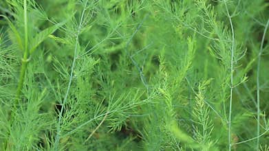 Relaxing view of greenery plant and tree market at Chiang Mai, Thailand