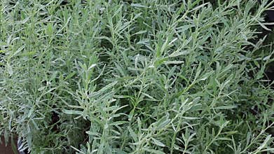 Relaxing view of greenery plant and tree market at Chiang Mai, Thailand