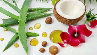 Natural skincare ingredients featuring aloe vera coconut oil walnuts and a vibrant red flower