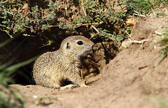 Little ground squirrel