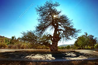 Carob tree