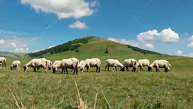 Sheep graze peacefully on a lush green pasture beneath a bright blue sky with fluffy clouds