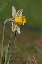 Yellow daffodil from my garden