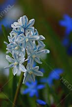 Mini cluster of bulb flowers, blue and white