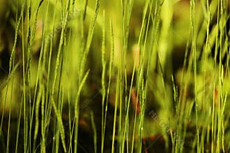 Green vegetation