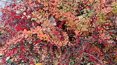 Barberry bush with red berries and autumn leaves in windy autumn weather.