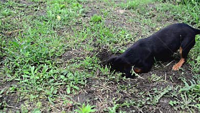 Cute little dog is digging a hole in the ground.