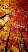 Autumn Kaleidoscope Ascent of Japanese Maple Canopy