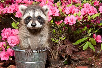 Baby Raccoon