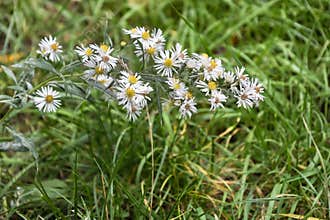 White Spring Flowers in Bloom