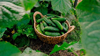 Cucumber harvest in the garden. Selective focus.