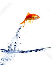 Goldfish jumping out of the water