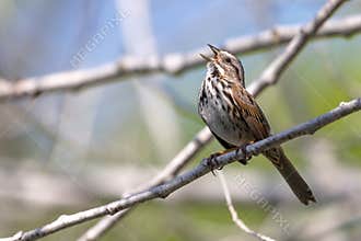 Song Sparrow Singing