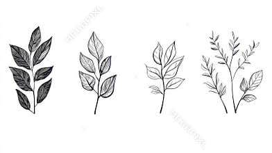 Leafy Branches Illustrated Botanical Art Isolated on White Background