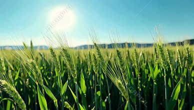Golden wheat field glistens under a bright sun with a clear blue sky in a rural landscape