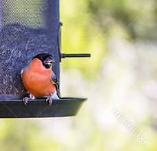 Bird feeding