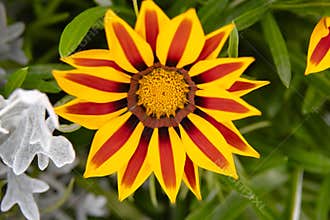 Bright Gazania flower close-up on a green background.
