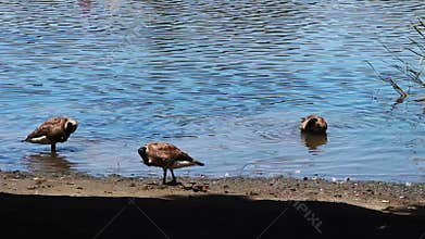 Canada Geese Preening At Edge Of Lake
