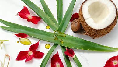 Aloe vera plant with coconut and red flower petals for natural skincare and beauty products