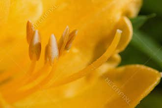 In the heart of a Moroccan flower