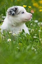Border collie dog with butterfly