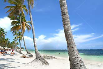 Tropical resort beach fringed with palm trees