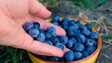 Blueberry harvest in the hands of a farmer. Selective focus.