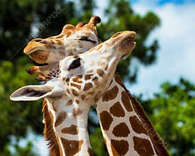 Adult giraffes grooming